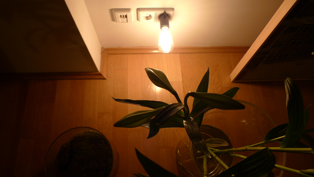 tatsukilamp.jpg